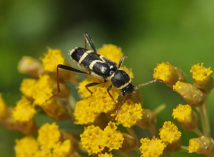 Clytus arietis ? No, Clytus rhamni (Germar)